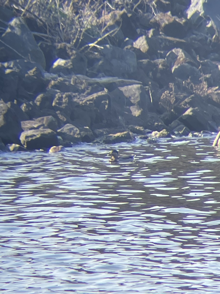 American Wigeon x Mallard (hybrid) - ML610785444