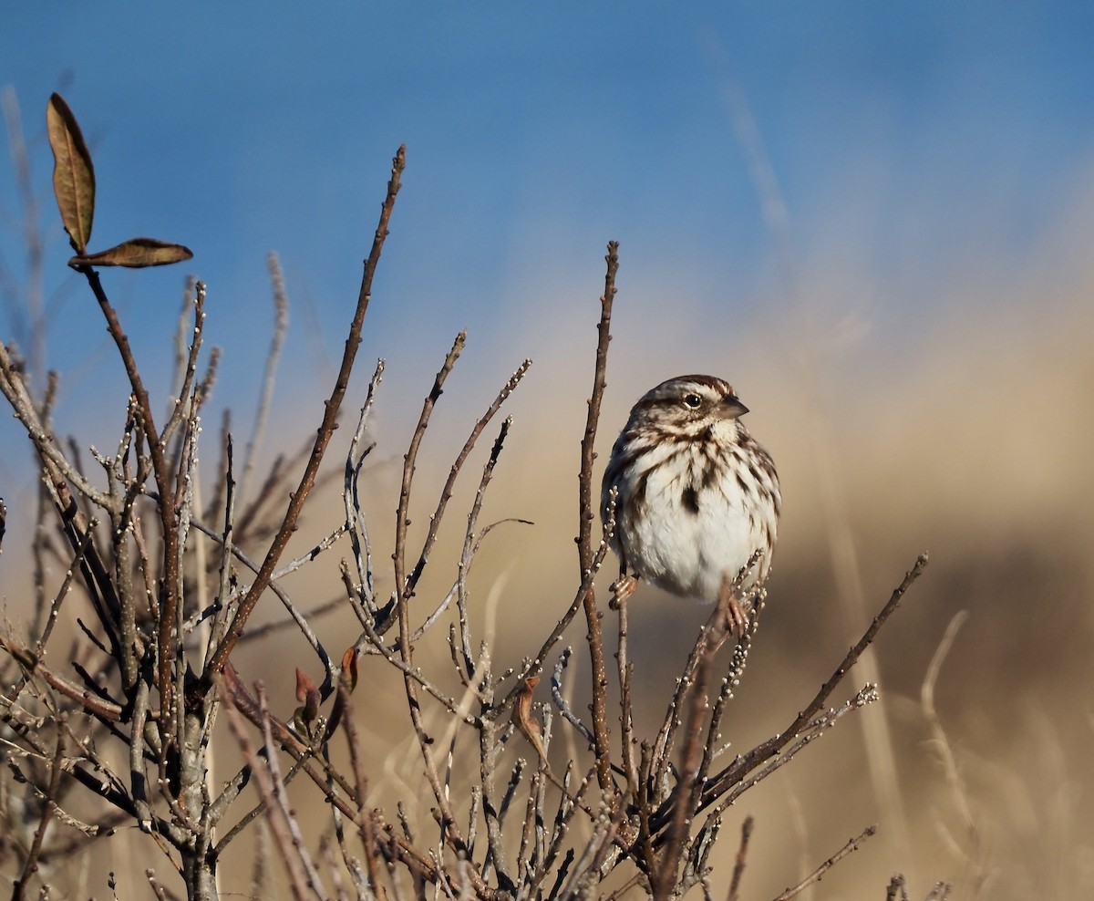 Song Sparrow - ML610785448