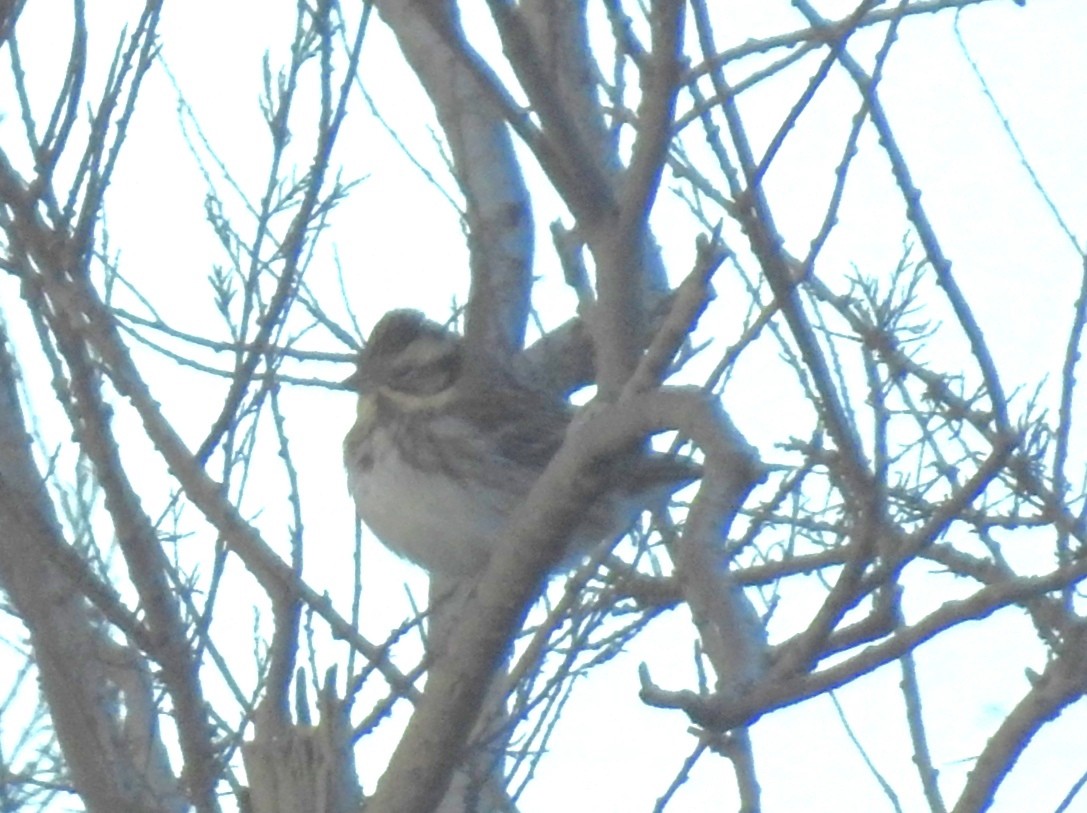 Rustic Bunting - David Cristóbal Huertas