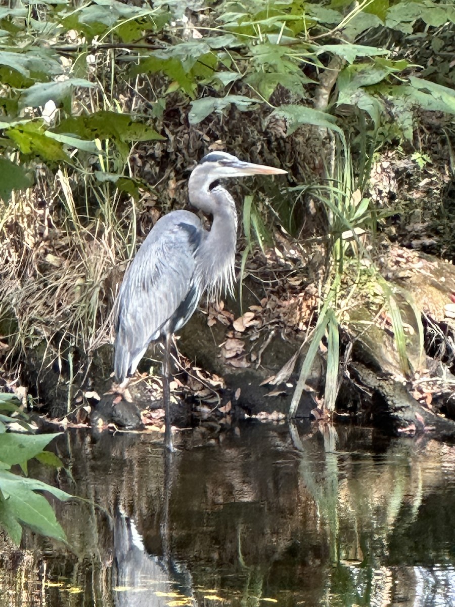 Great Blue Heron - ML610785456