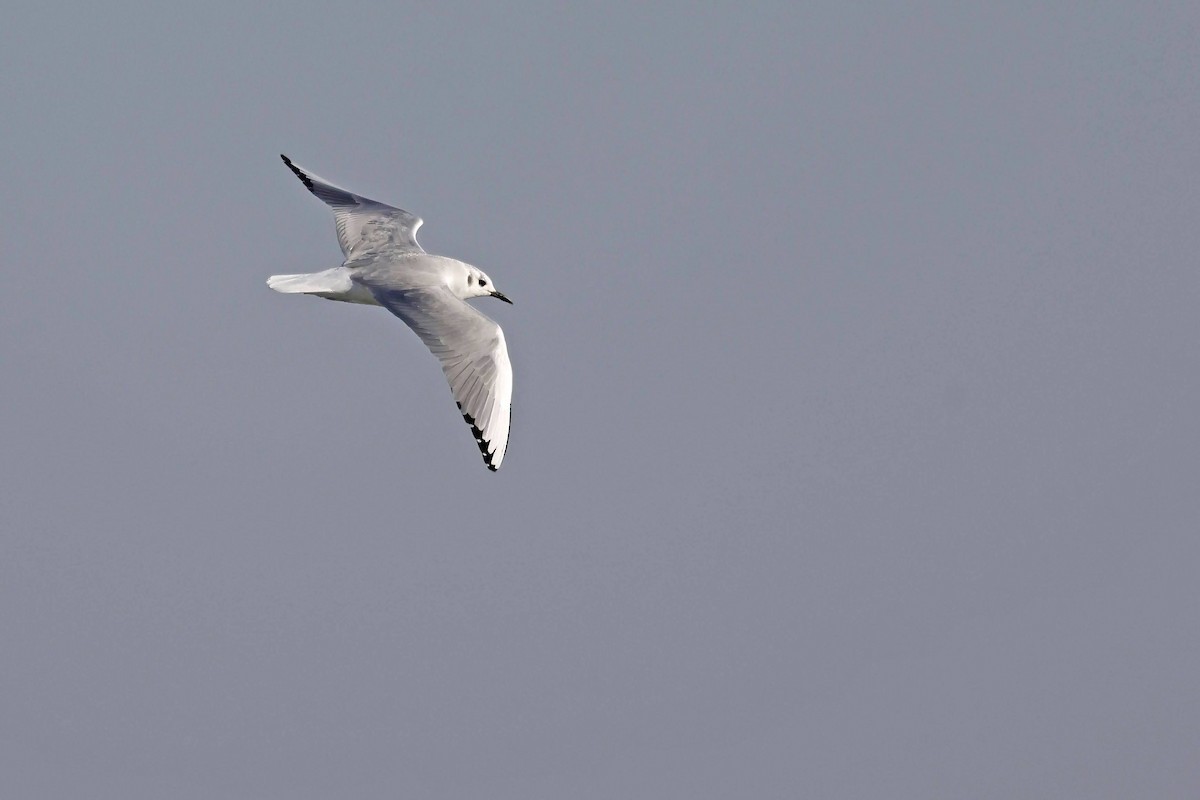 Bonaparte's Gull - ML610785478