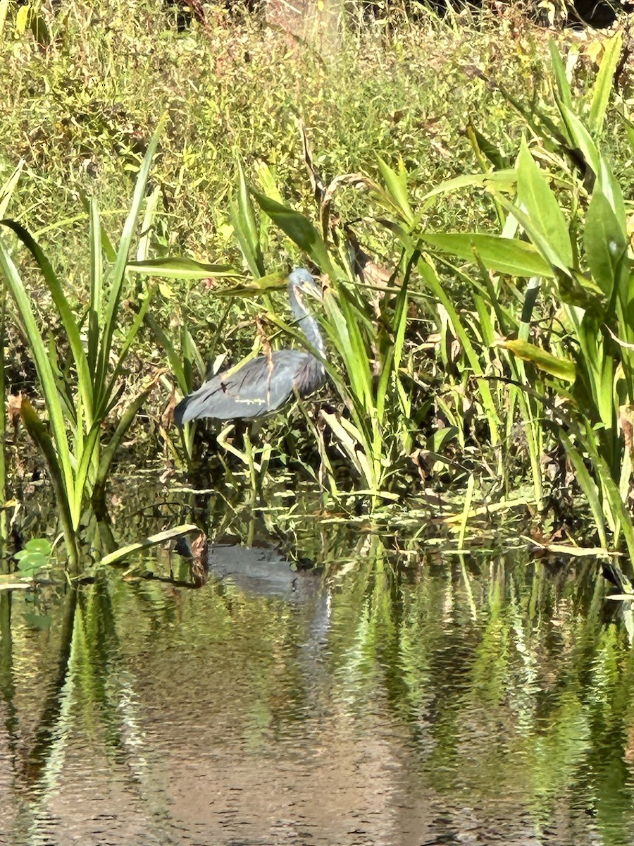 Tricolored Heron - ML610785489