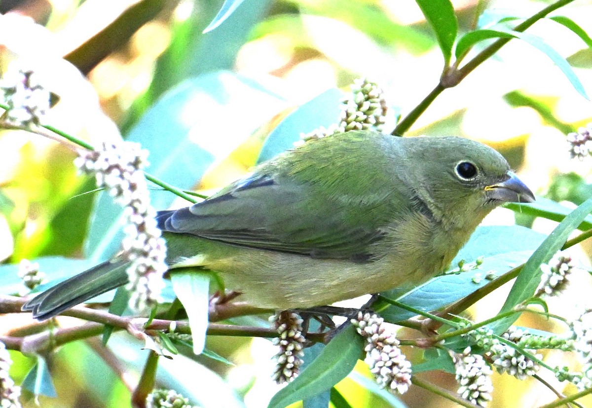 Painted Bunting - ML610785504