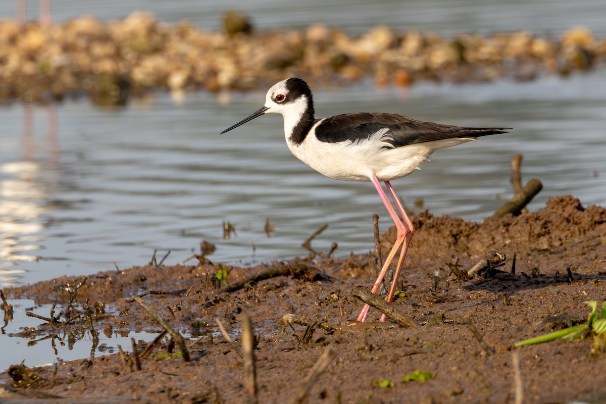 Black-necked Stilt - Gustavo Dallaqua