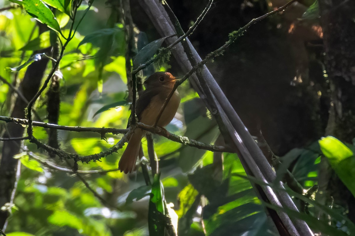 Atlantic Royal Flycatcher - Donald Schneider