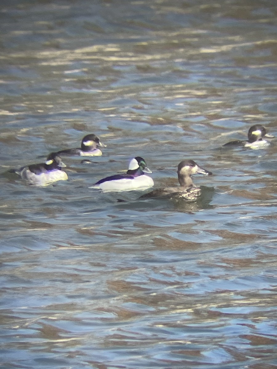 Bufflehead - Luke Donahue