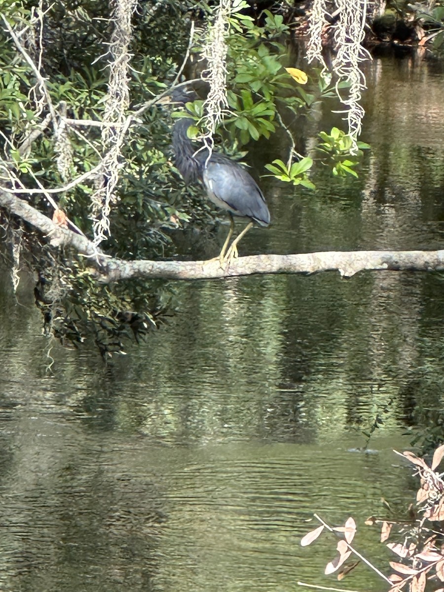 Tricolored Heron - ML610785580