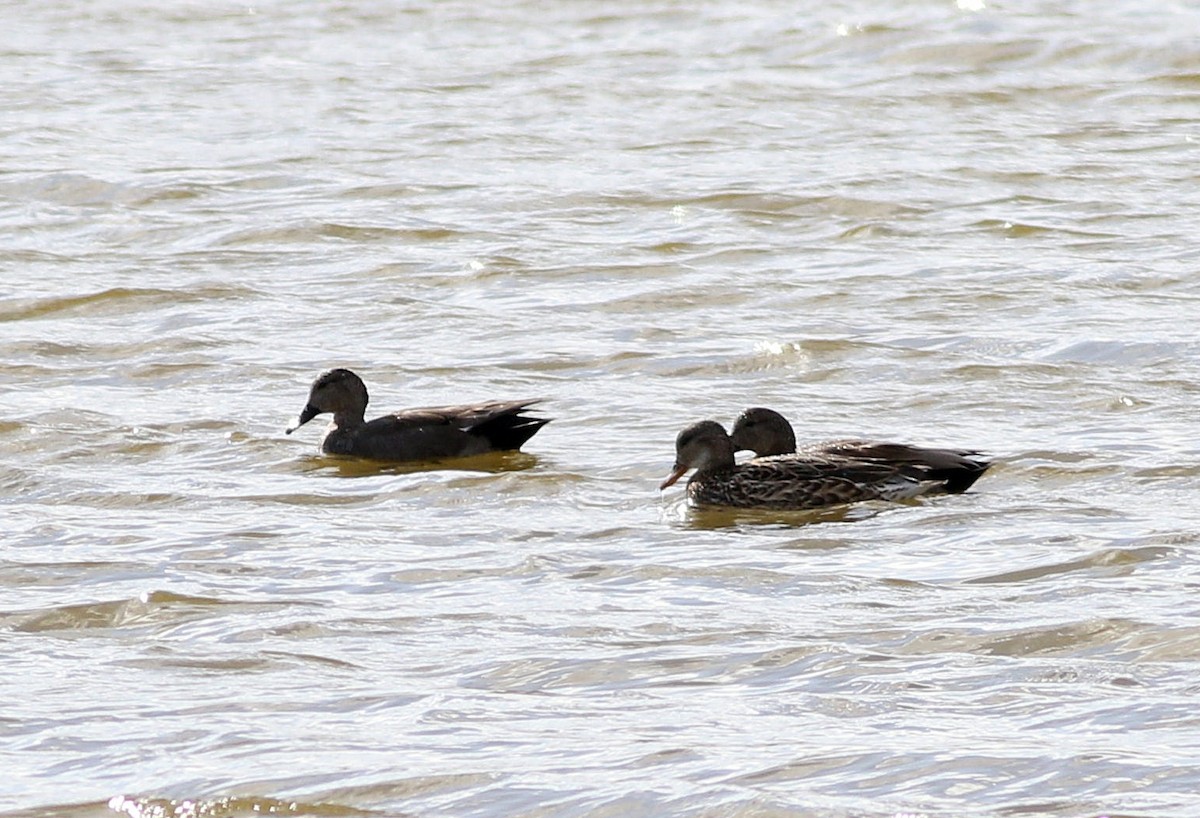 Gadwall - ML610785585