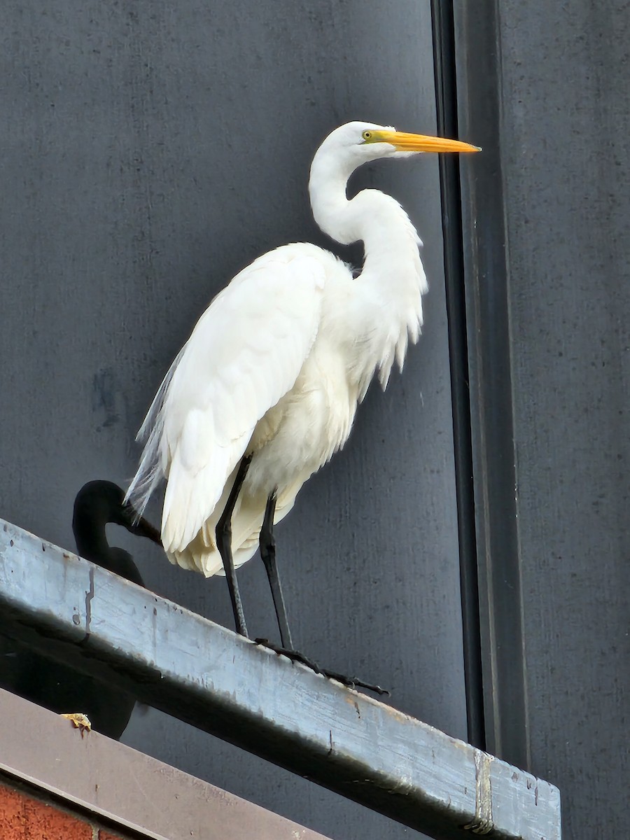 Great Egret - Anne Buckley