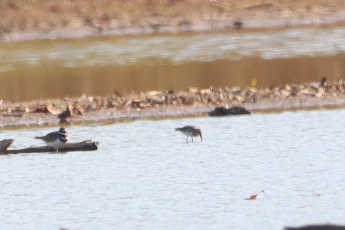 Dunlin - ML610785611