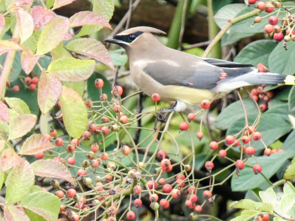 Cedar Waxwing - ML610785625