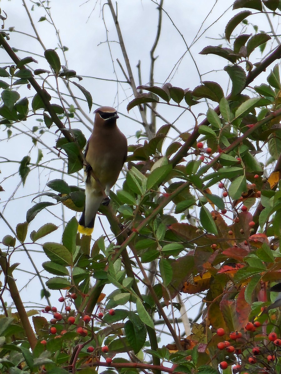 Cedar Waxwing - Anne Buckley