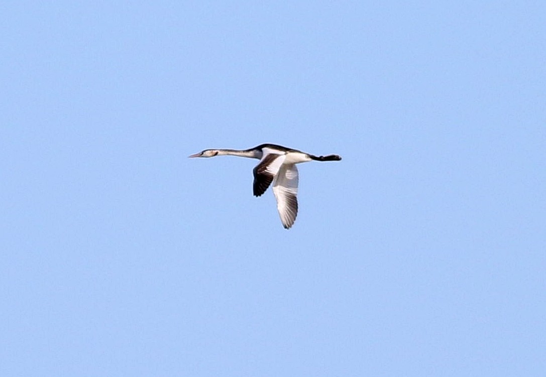 Great Crested Grebe - Miguel García