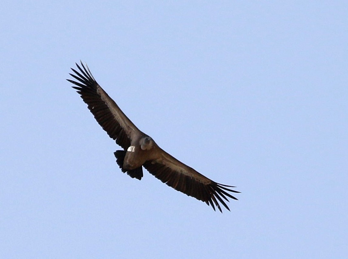 Eurasian Griffon - ML610785680