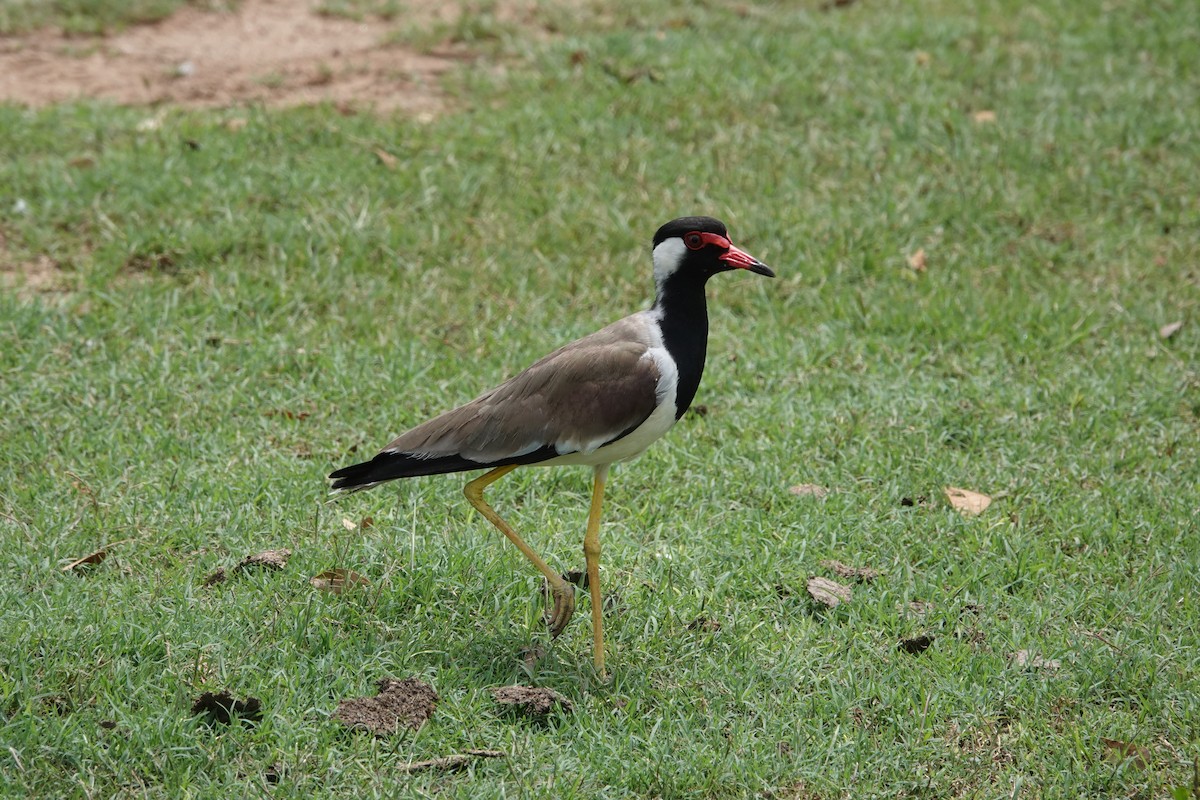 Red-wattled Lapwing - ML610785691