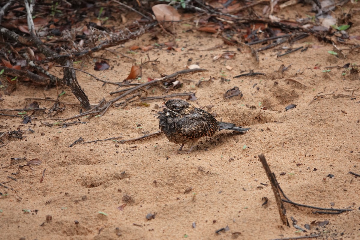 Indian Nightjar - ML610785741