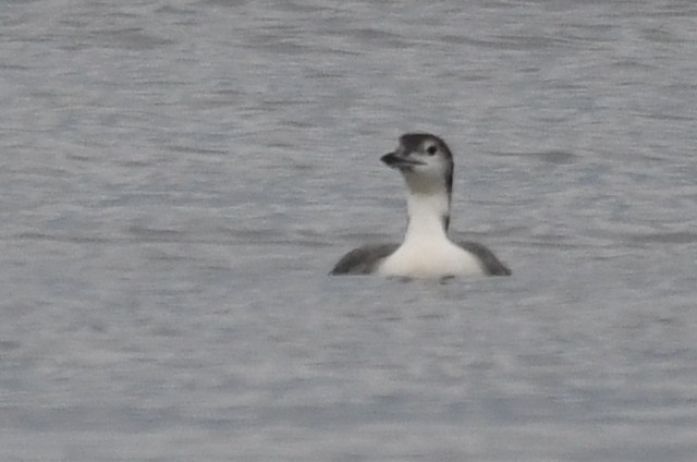 Common Loon - Alan and Debbie Dickinson