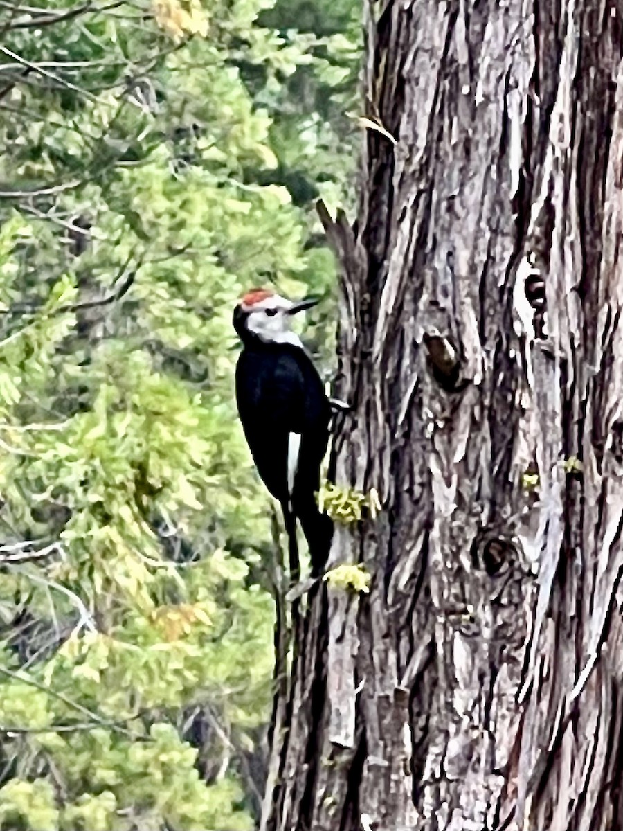 White-headed Woodpecker - ML610785862