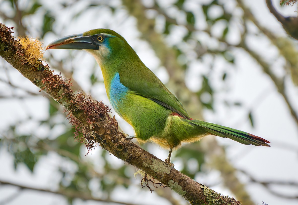 Blue-banded Toucanet - ML610785973