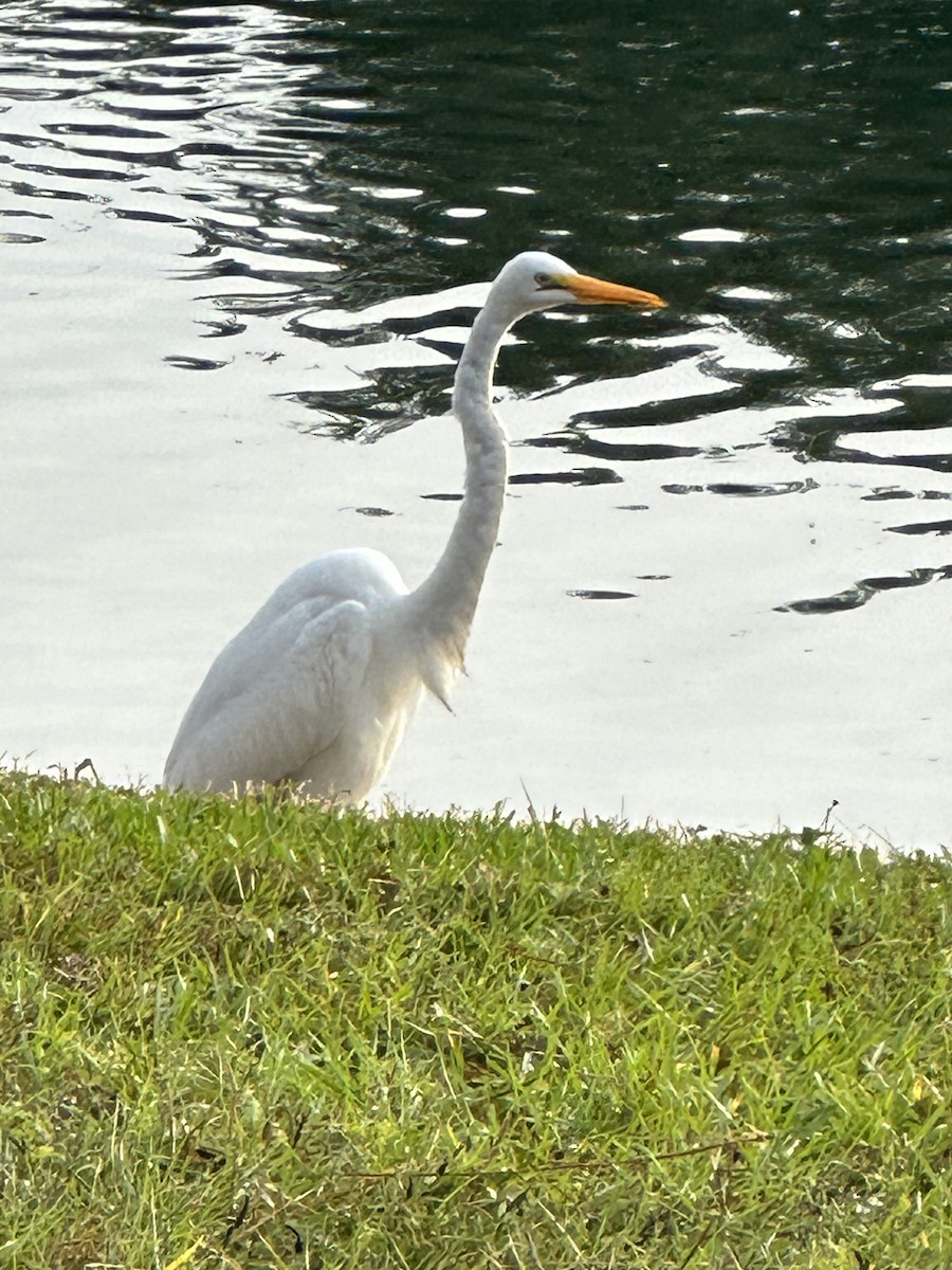 Great Egret - ML610786025