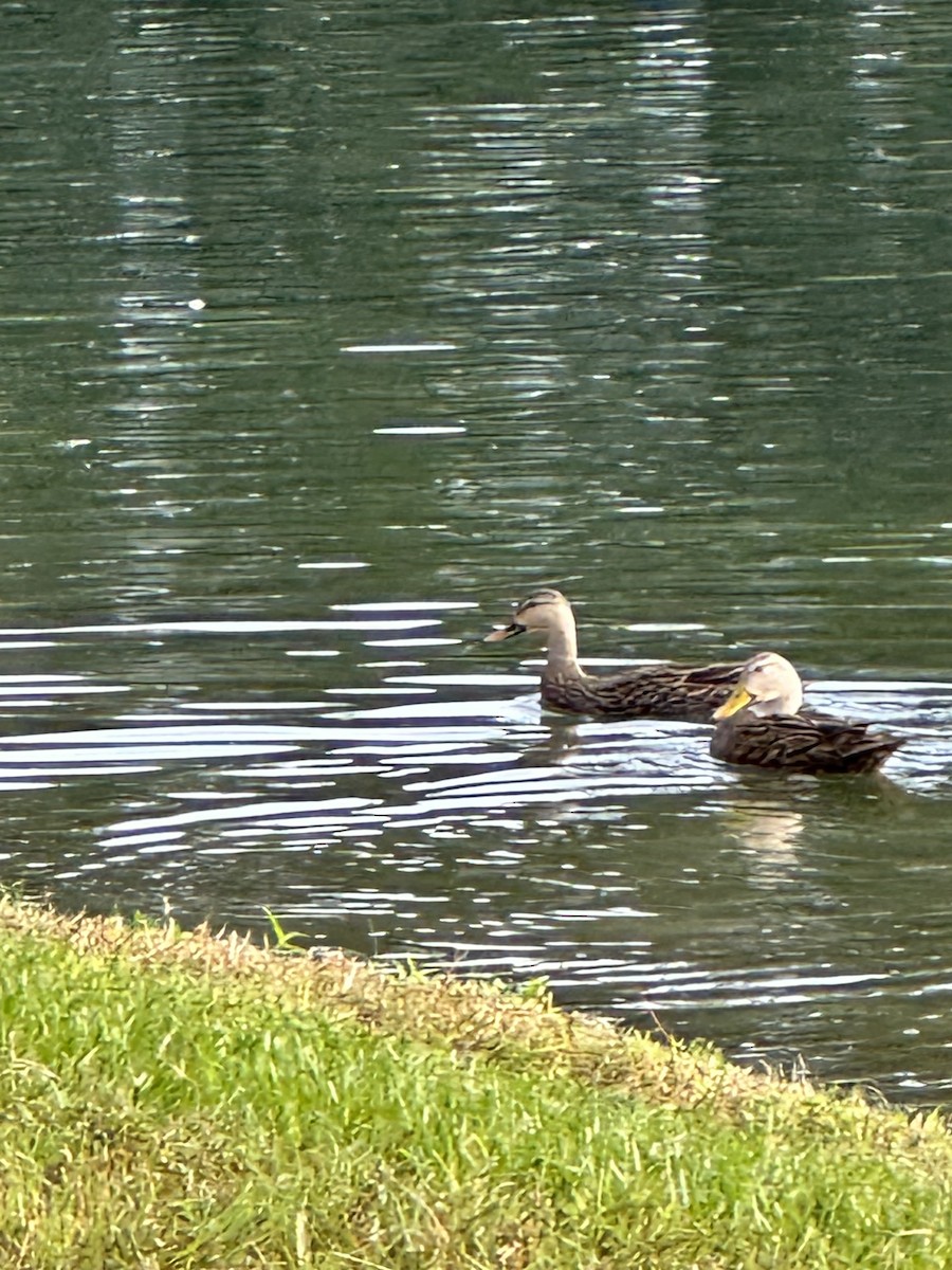 Mottled Duck - ML610786068