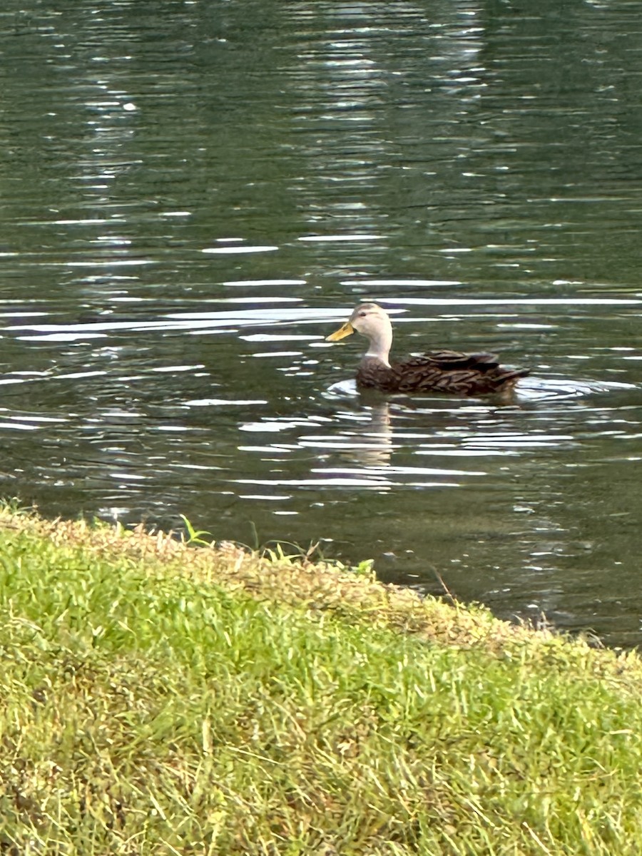 Mottled Duck - ML610786088