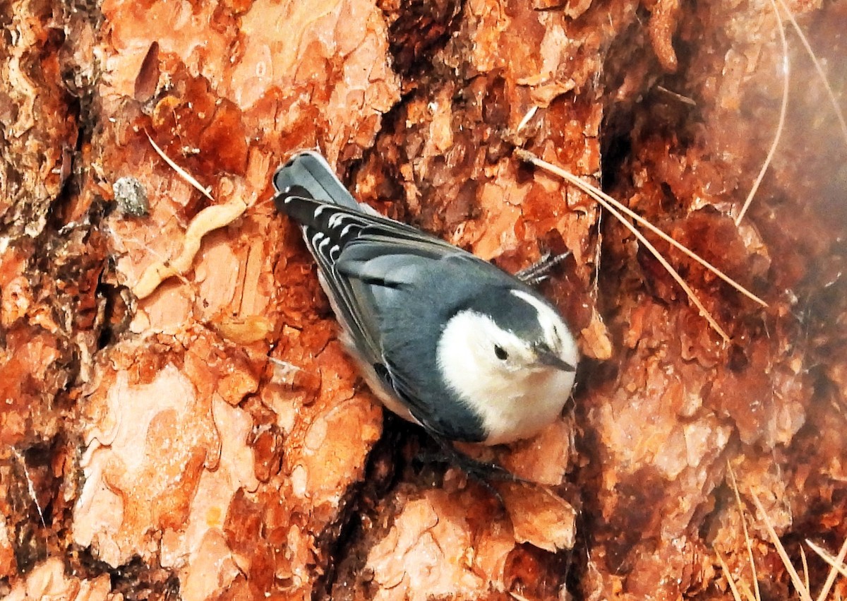 White-breasted Nuthatch - ML610786102