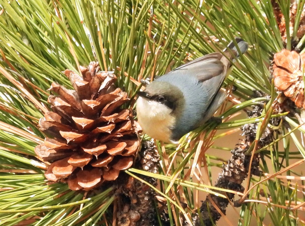 Pygmy Nuthatch - ML610786128