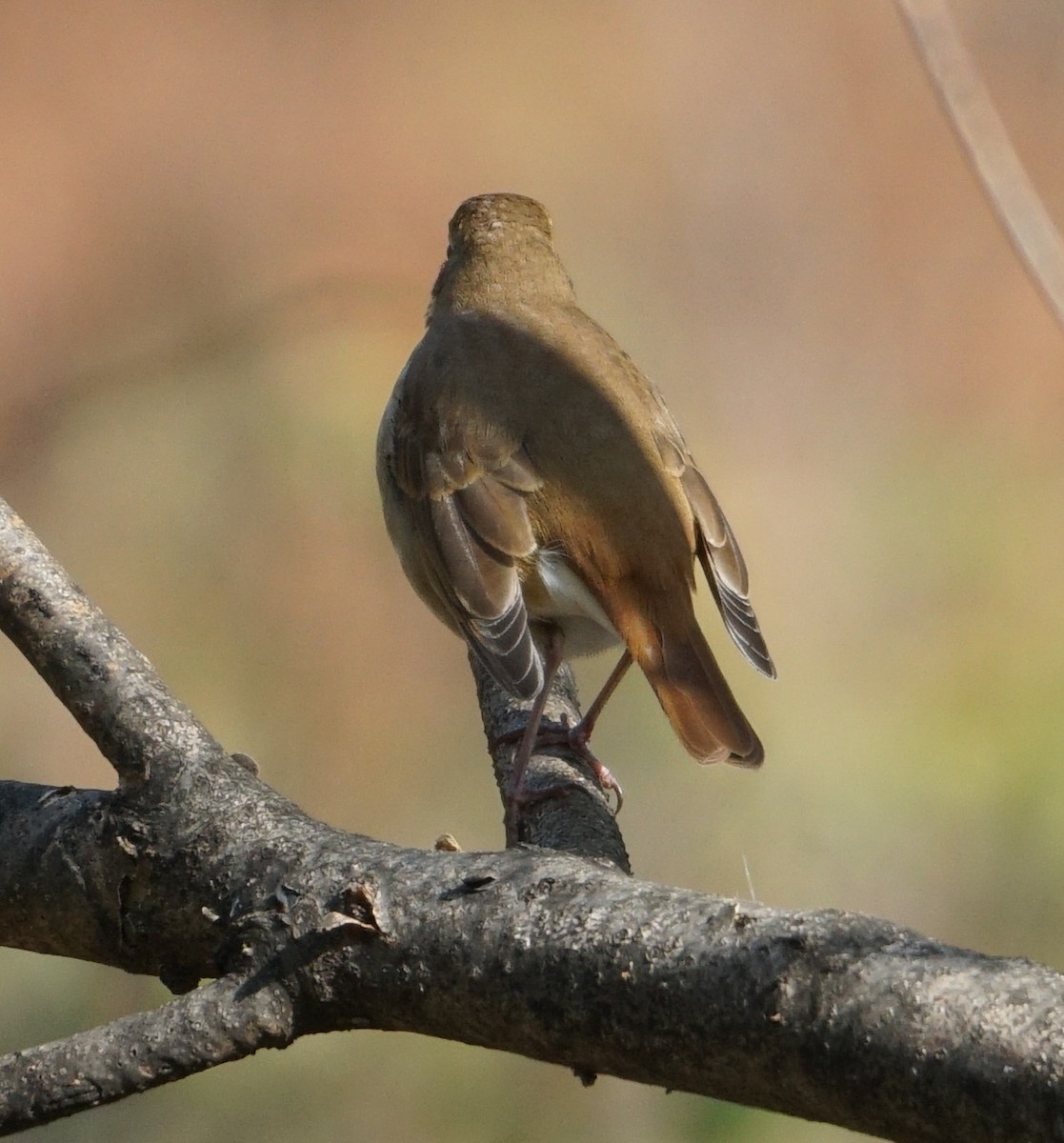 Hermit Thrush - ML610786130