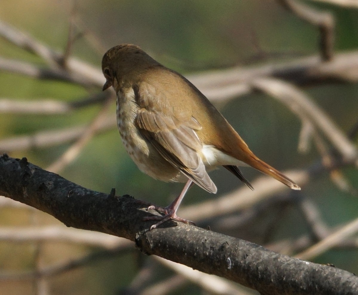 Hermit Thrush - ML610786131