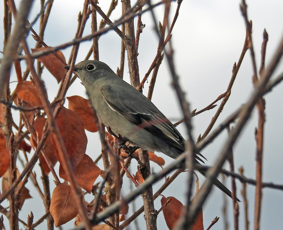 Townsend's Solitaire - ML610786139
