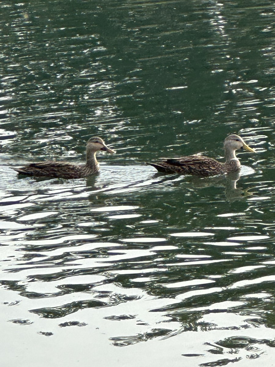 Mottled Duck - ML610786143