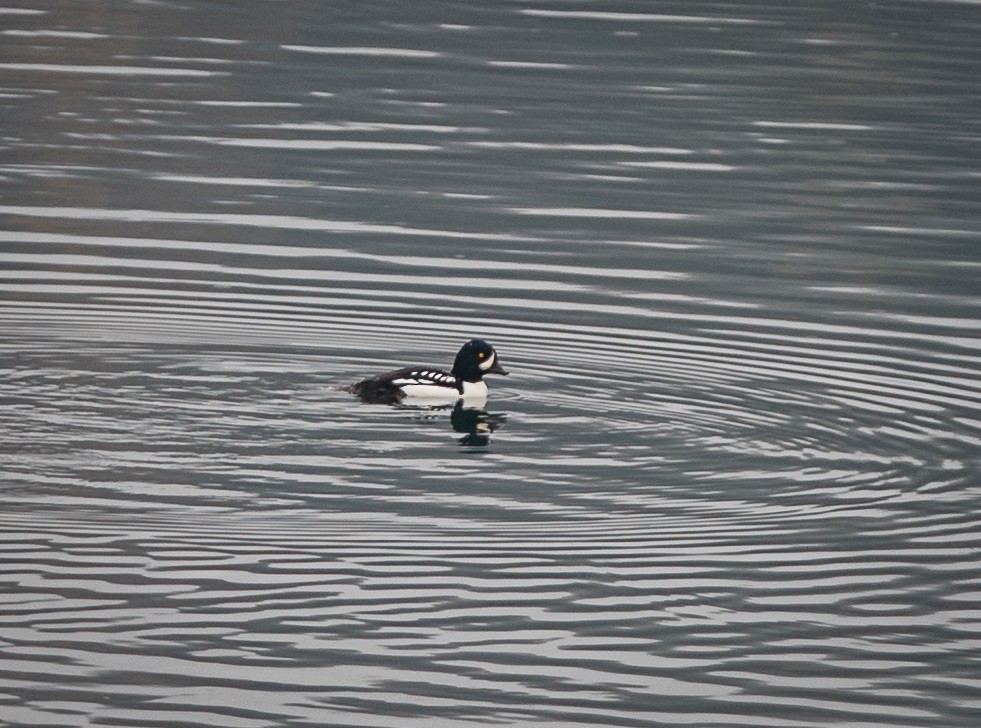 Barrow's Goldeneye - bj worth