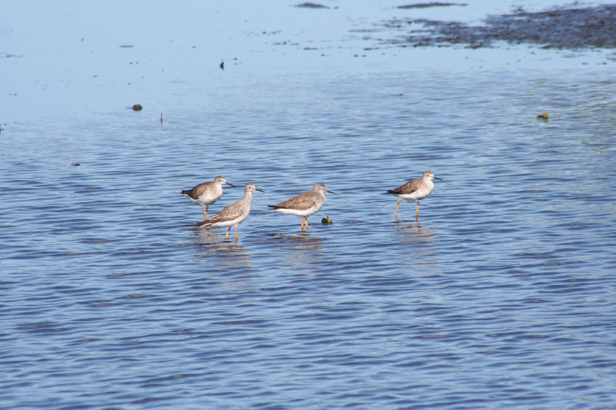 Lesser Yellowlegs - ML610786202