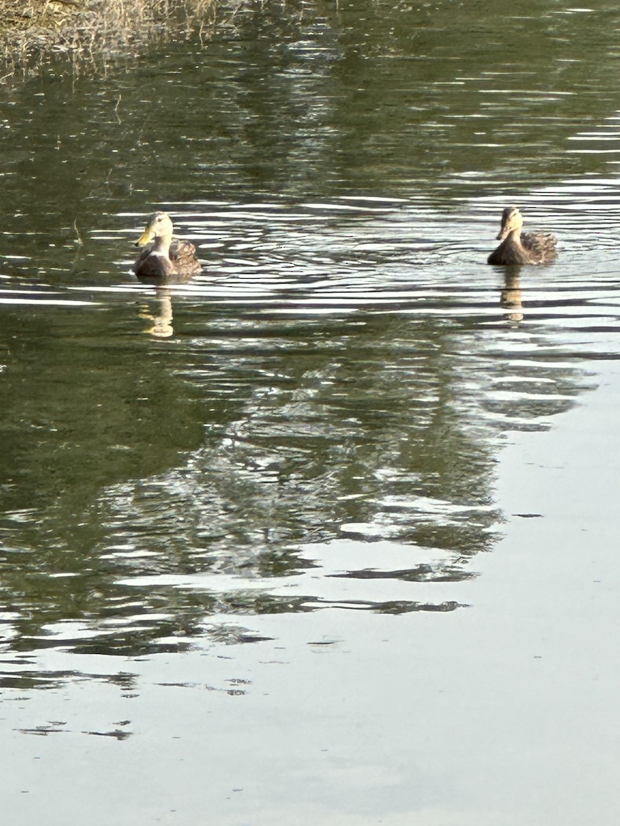 Mottled Duck - ML610786236