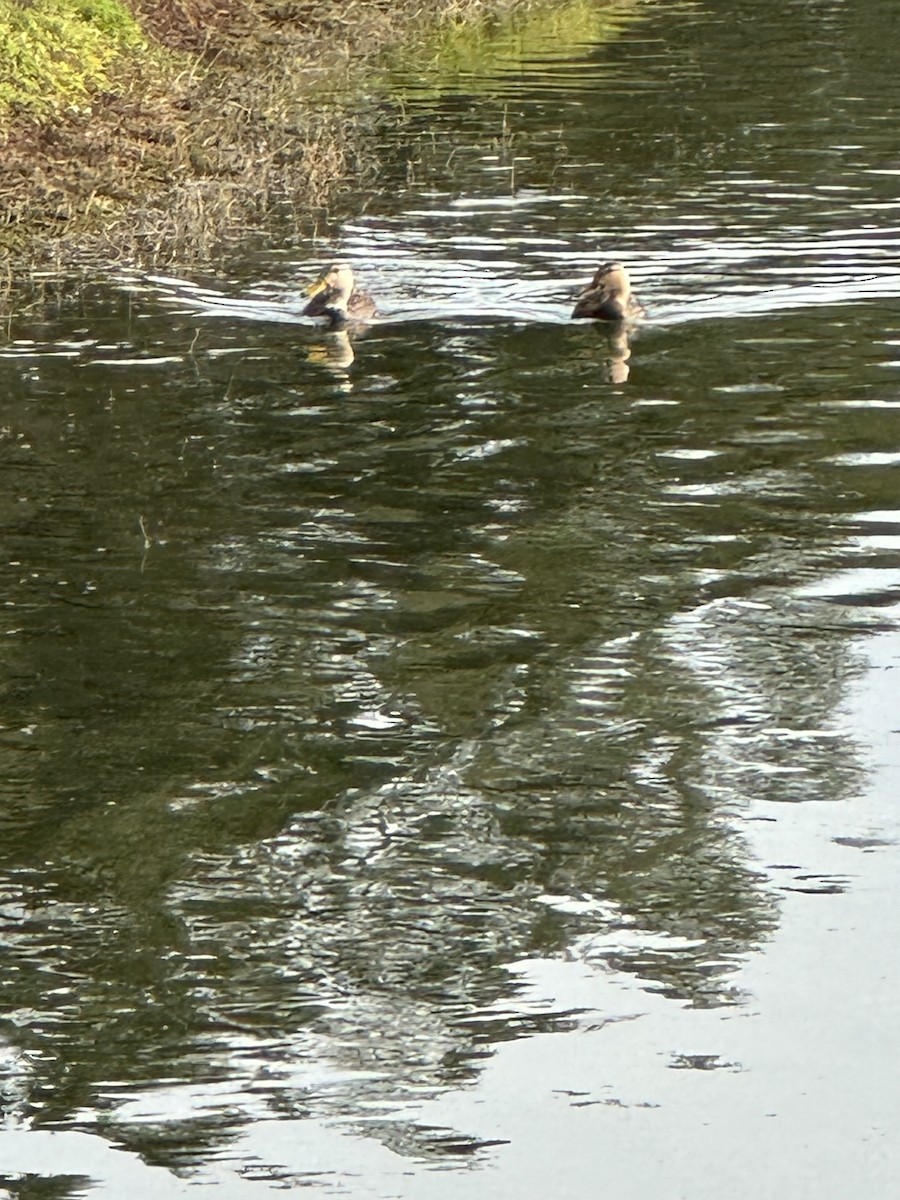 Mottled Duck - ML610786285