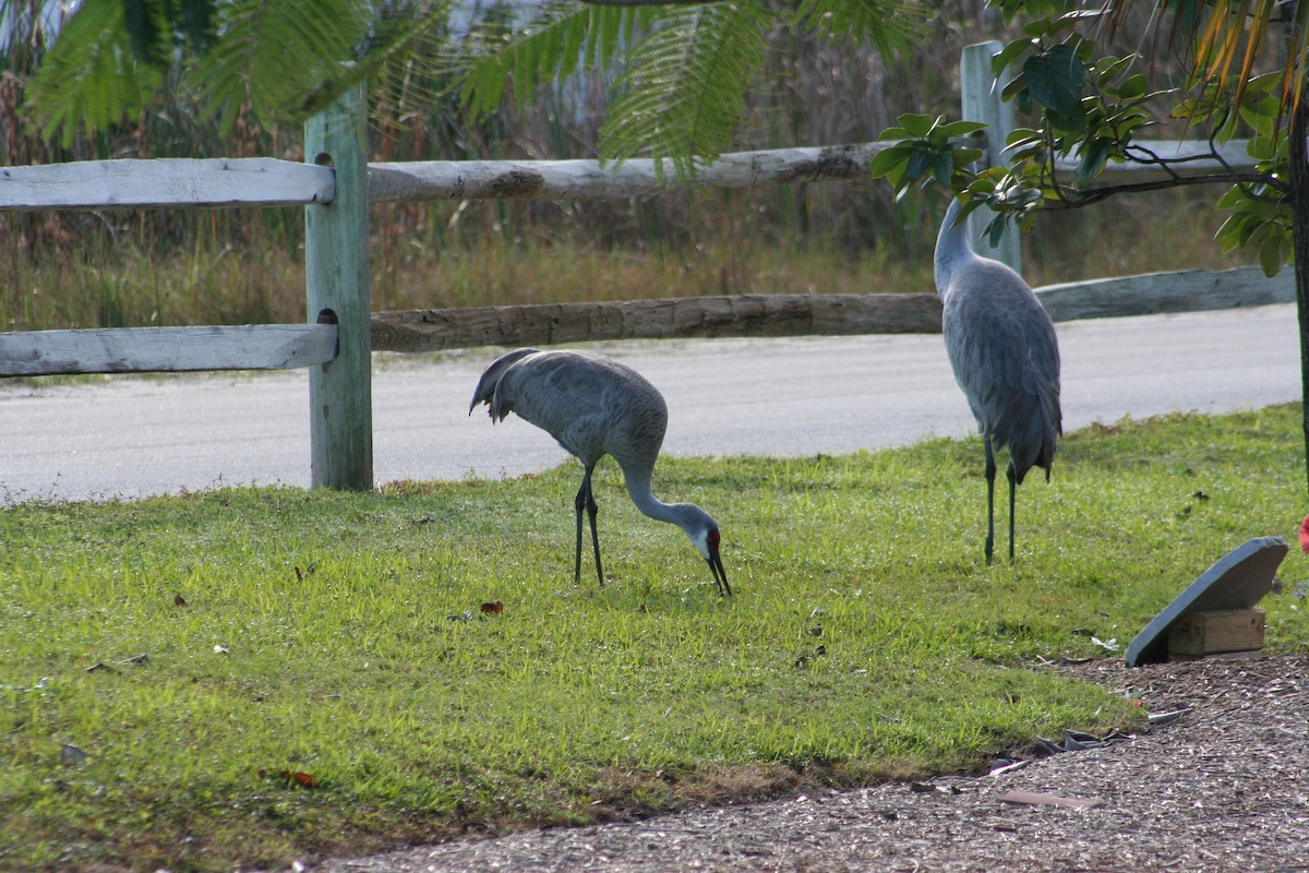 Grulla Canadiense - ML610786294