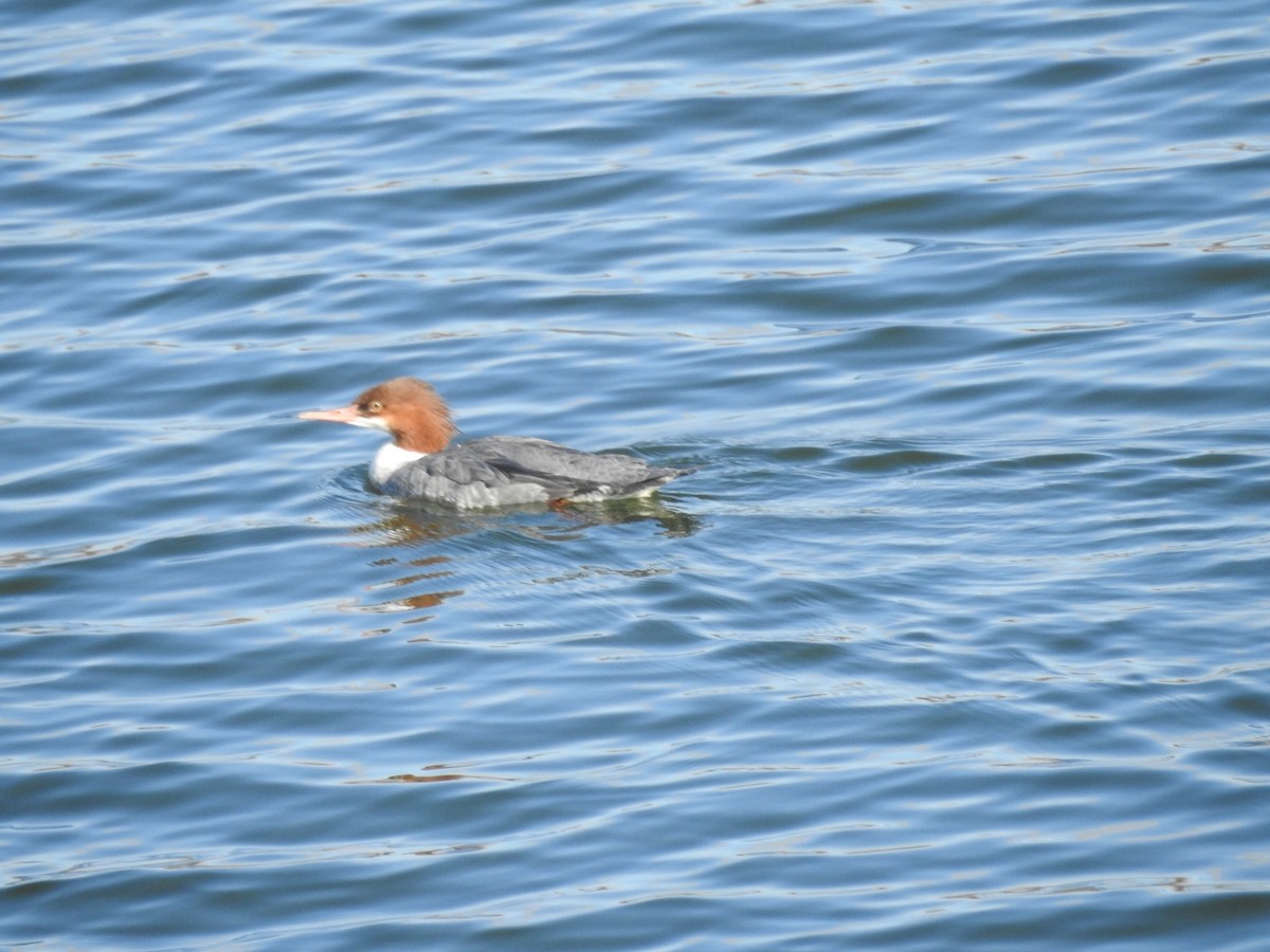 Common Merganser - Cindy McGregor