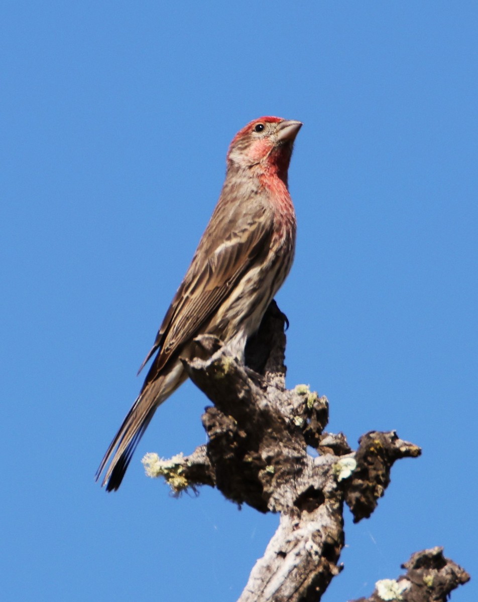 House Finch - ML610786350