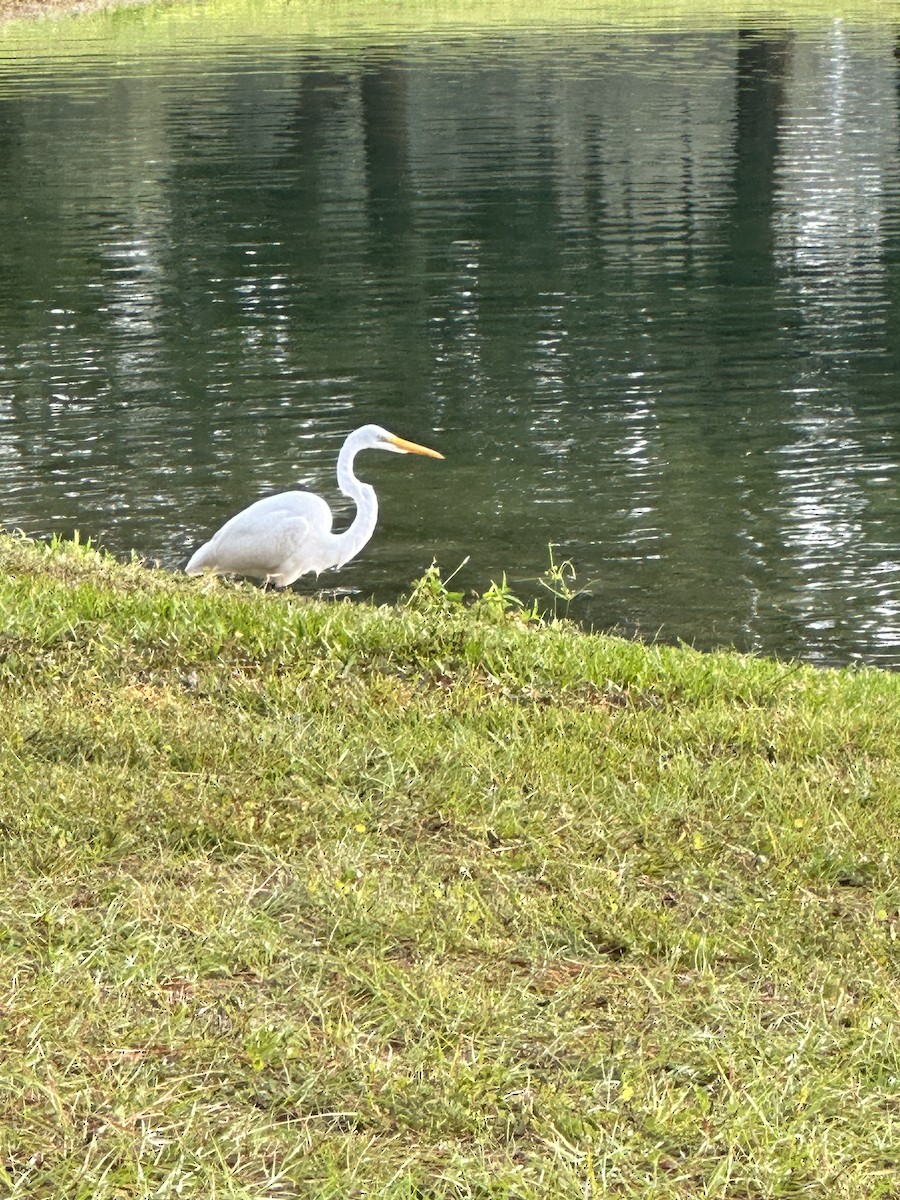 Great Egret - ML610786361