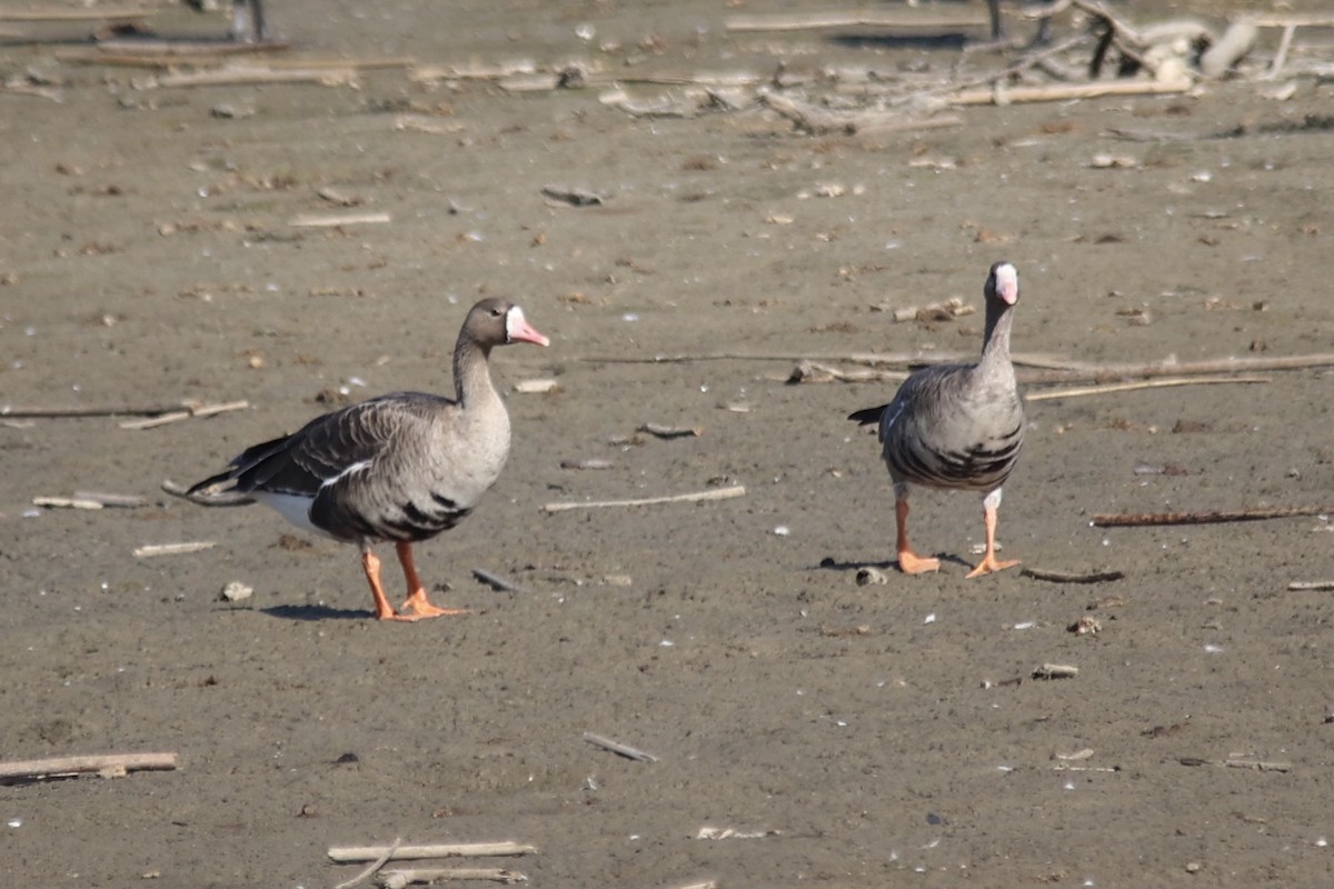 Greater White-fronted Goose - ML610786411