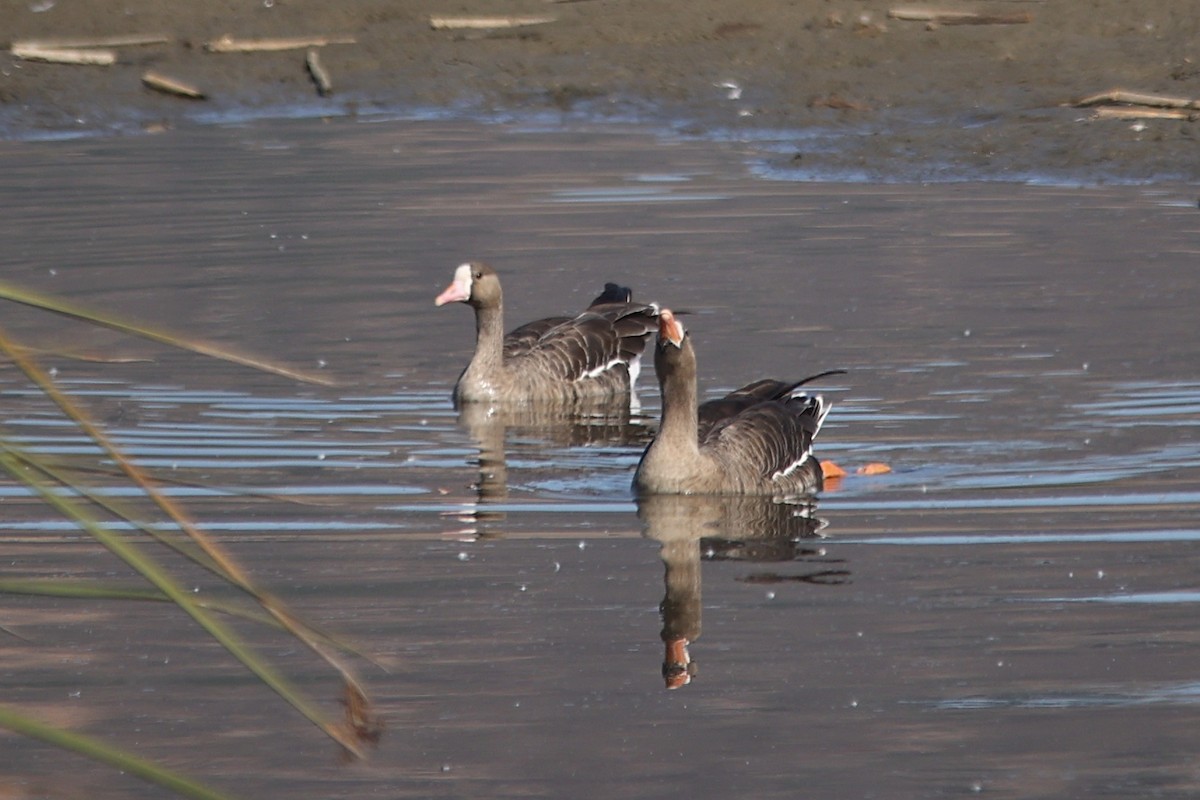 Greater White-fronted Goose - ML610786412