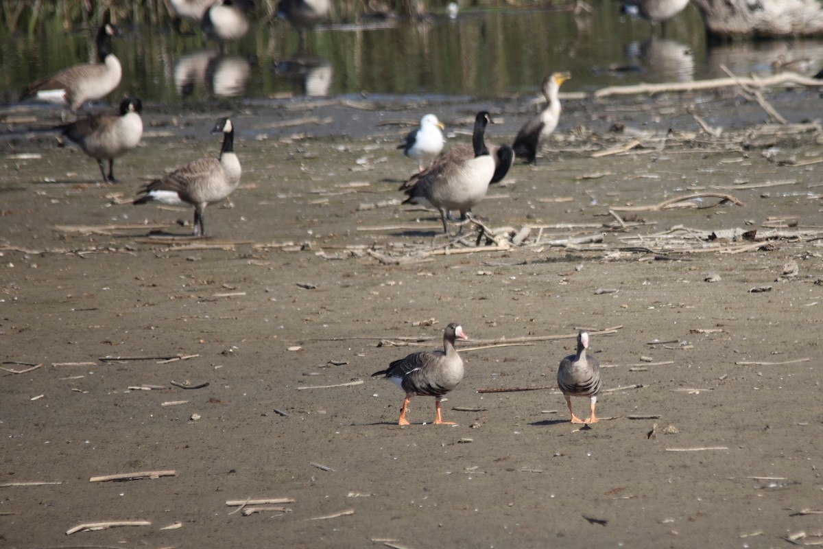 Greater White-fronted Goose - ML610786413