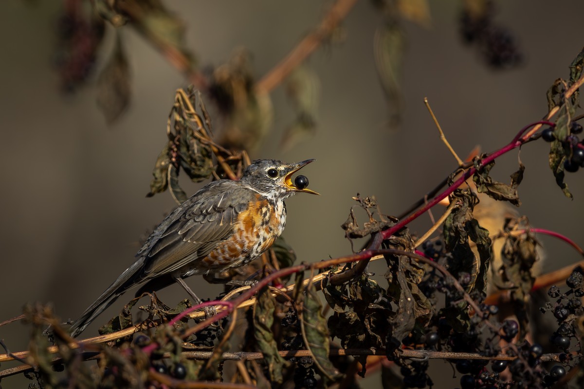 American Robin - ML610786521