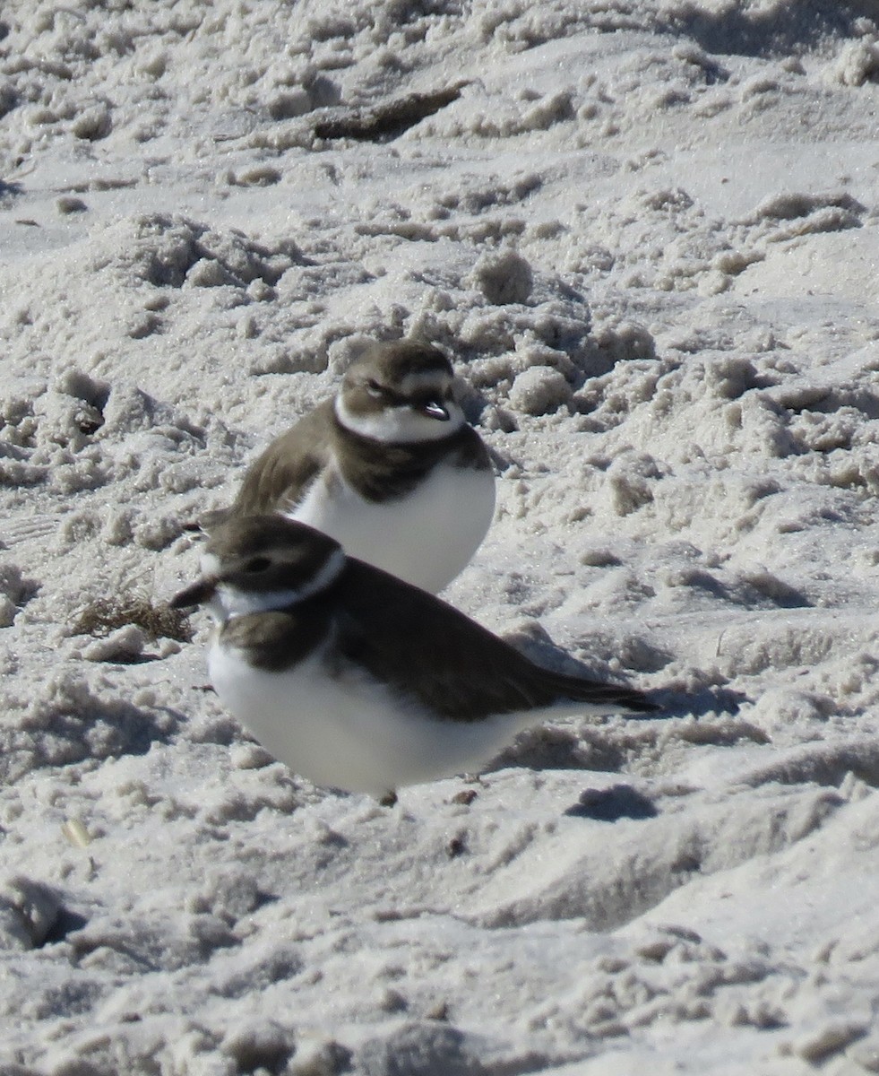 Wilson's Plover - ML610786553