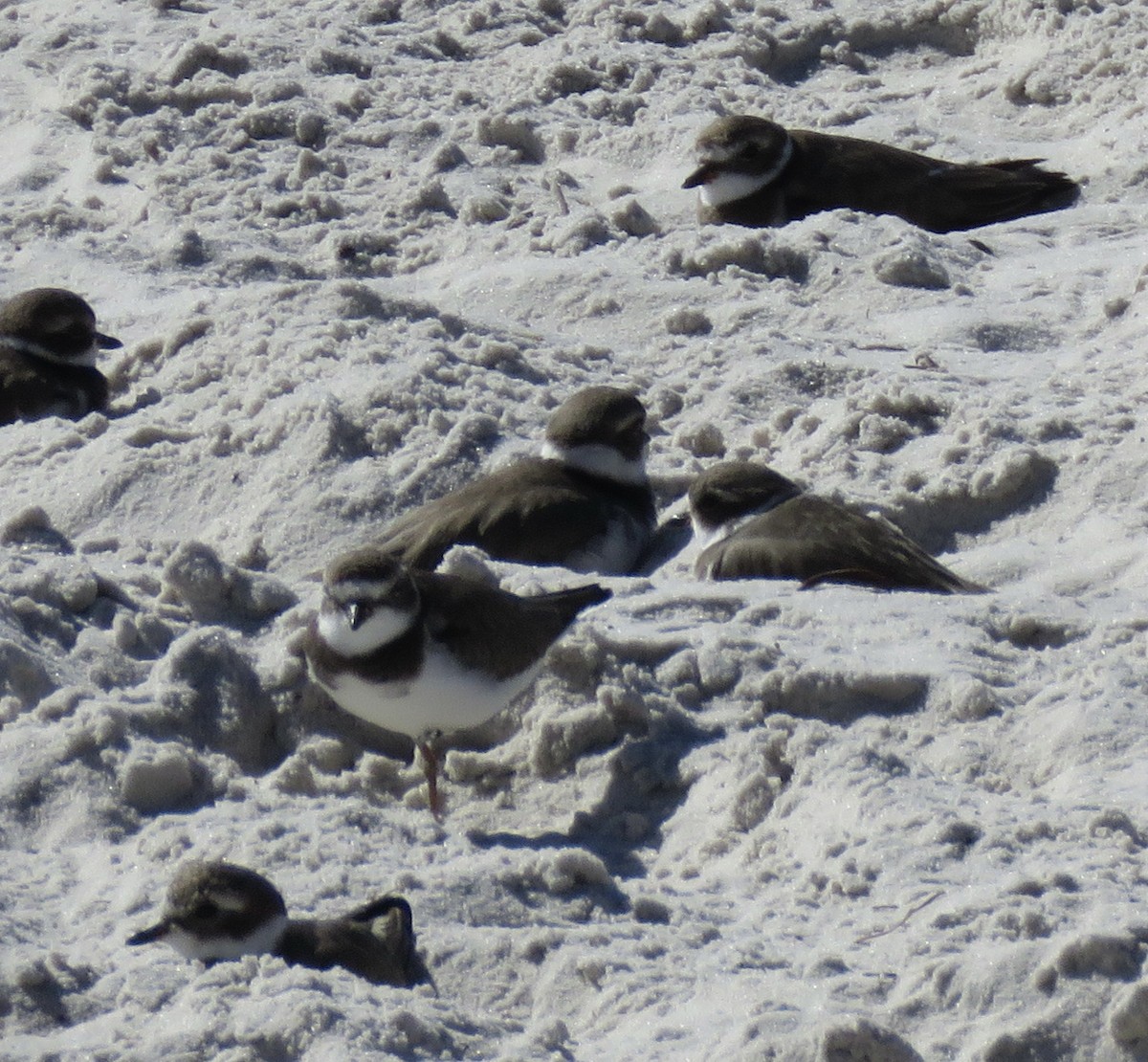 Wilson's Plover - ML610786562