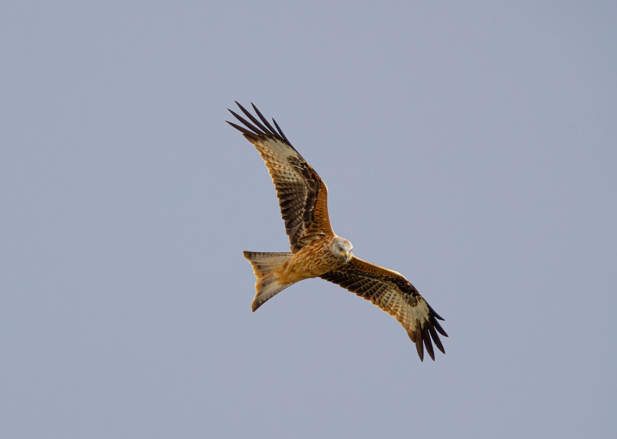 Red Kite - ML610786638