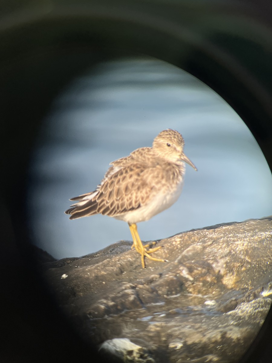 Gambecchio americano - ML610786675