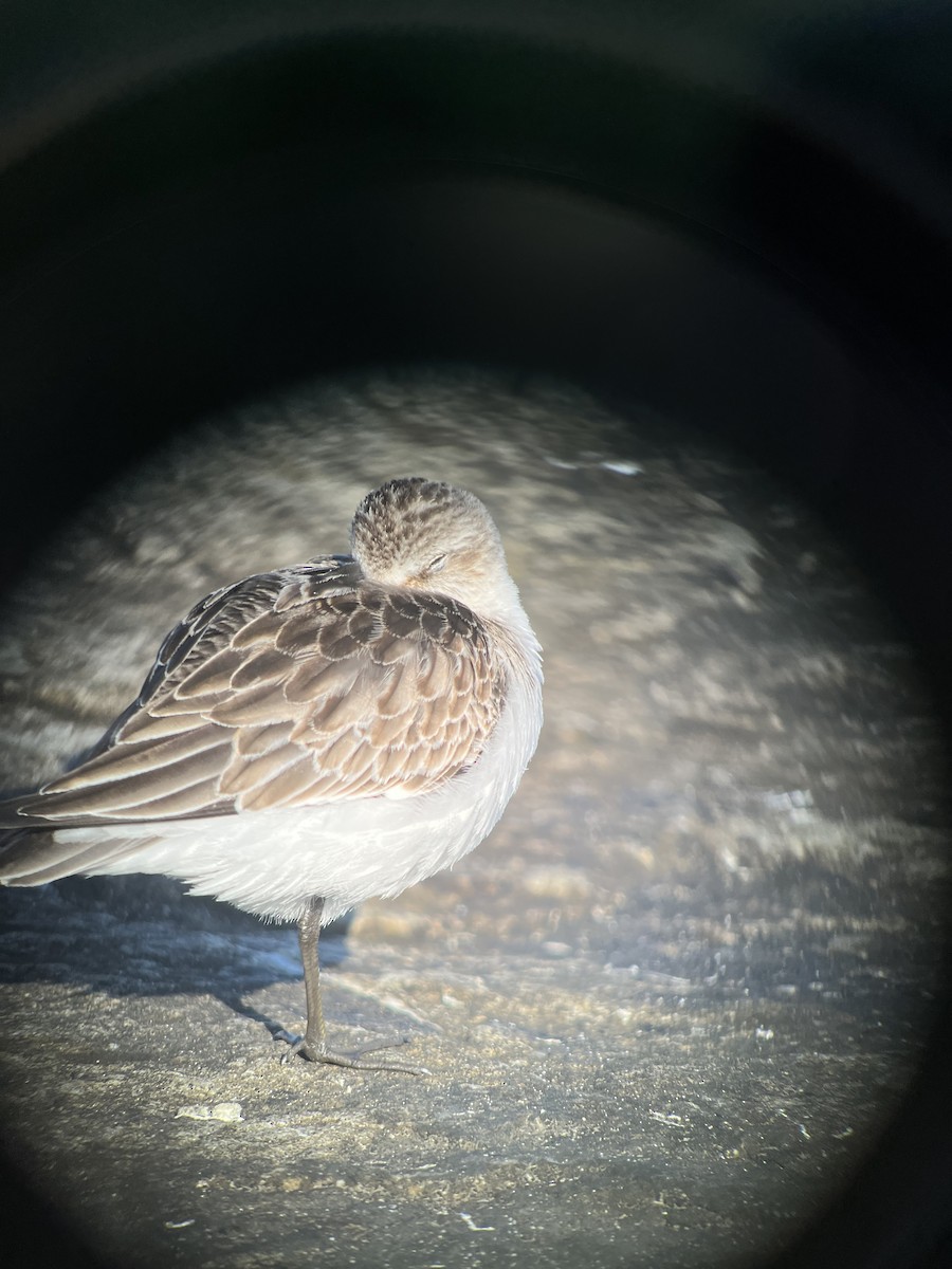 Gambecchio dell'Alaska - ML610786683