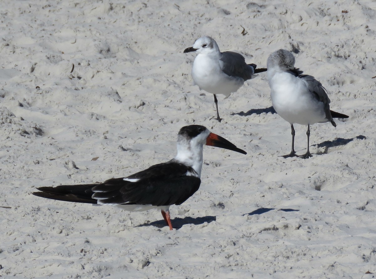 Black Skimmer - ML610786700